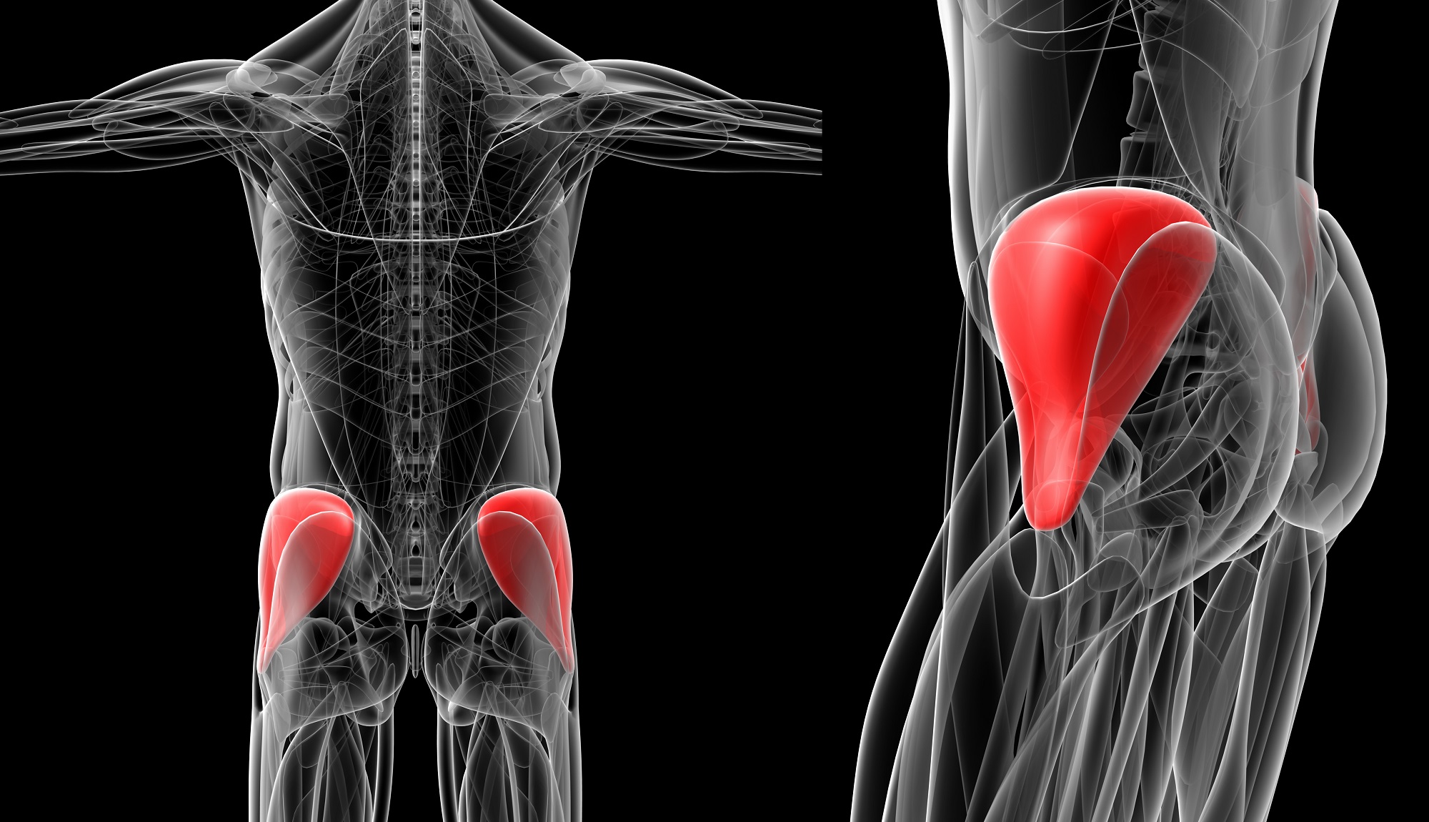 der-gluteus-medius-funktion-ppf-germany-blog